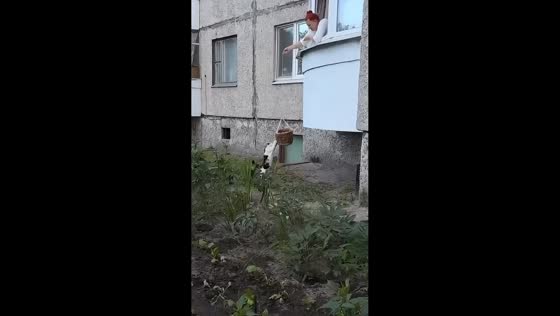 Woman uses basket lift to help cat reach apartment in St. Petersburg, Russia
