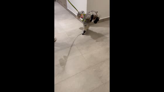 Dog walks funny in shoes