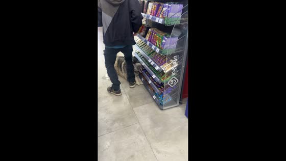 Dog sneaks off with chocolate bar from store in Tbilisi, Georgia