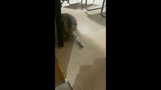 Cat catches and chases mouse under table in Hebei, China