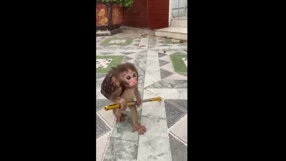 8-month-old monkey named Pika walking with a bag in Vietnam