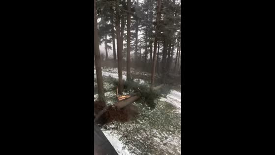 Oregon hit by ice storm: trees tumble near apartment