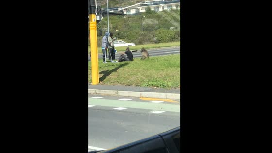 Baboon interacts with three men in Cape Town 