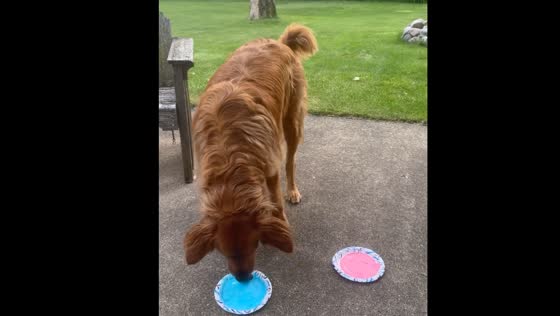 Golden retriever's cupcake gender reveal