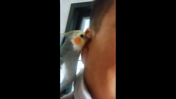 Parrot whispering a tune to its owner in Anhui Province, China