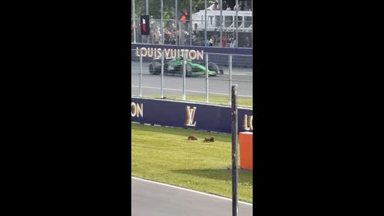 Groundhogs spotted on track during F1 event in Montreal, Canada