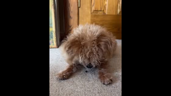 Dog excitedly plays with bug in Minnesota, USA