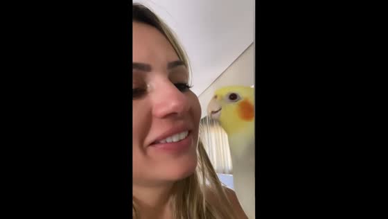 Cockatiel warmly kiss and greets owner returning from trip in Goiânia, Brazil