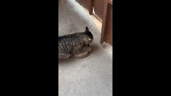 Clever cat removes rock to open garage gate in Guangzhou, China