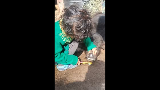 Little girl brushes a buffalo calf’s teeth in Kalka, Haryana, India