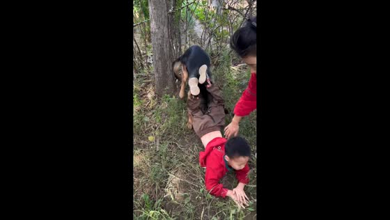 Child falls while riding shepherd dog in Shandong, China
