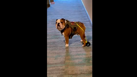 Silent expectations: a comical tale of leash mishaps and unspoken desires