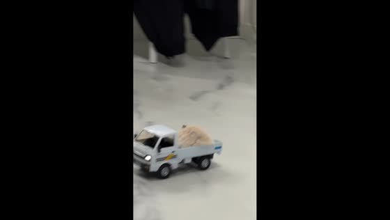 Hamster experiences speed training in Incheon, South Korea
