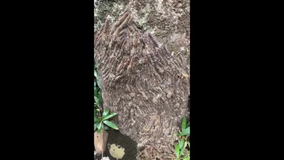 Tree covered in caterpillars in Labuan, Indonesia