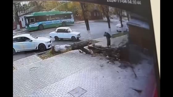 Falling tree narrowly misses passerby in Maykop, Russia
