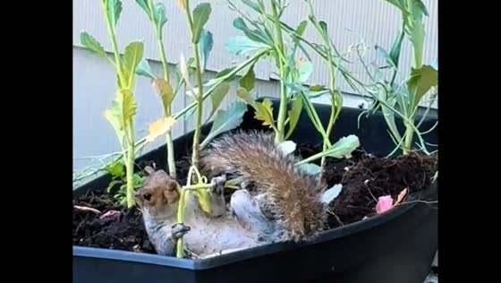 Squirrel nibbles and plays with plants in New Jersey