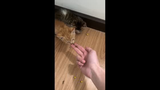 Kitten mistakes hand for food during feeding in Hubei, China