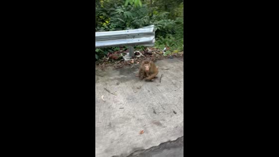 Monkey chases motorcyclists after roadside encounter in East Kalimantan, Indonesia