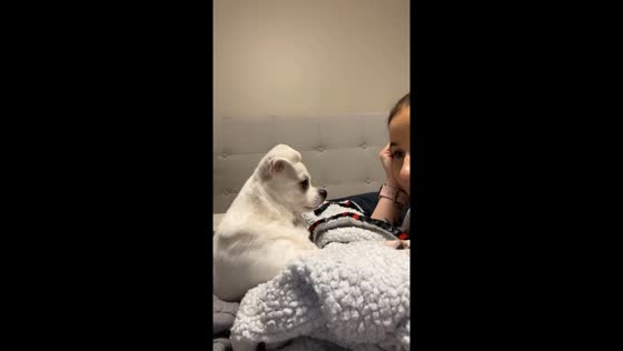 Dog proves undeniable understanding in heartwarming video