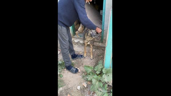 Heroic rescue: man saves dog amid Ukraine-Russia conflict
