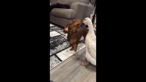 Dog playfully interacts with duck in Middle Island, New York, USA