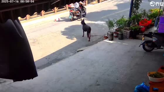 Dog steals water container after it falls off scooter in Zhejiang, China