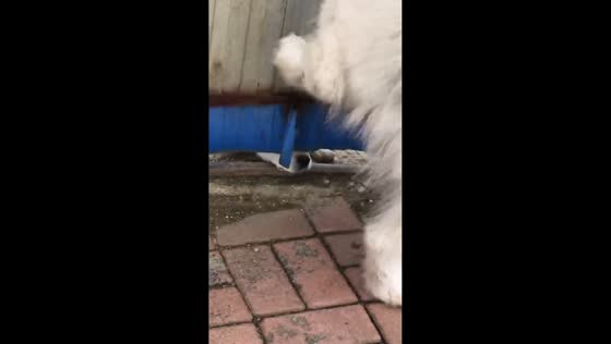 Dog urinates on hidden dog under metal gate in Jilin, China