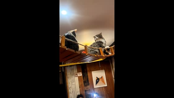 Two cats appear to argue at a cat cafe in Birmingham, England, UK