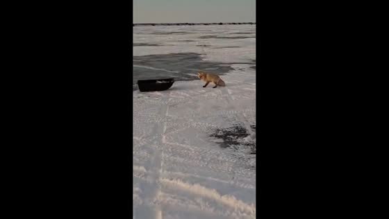 Fox steals fishermen’s catch in Astana, Kazakhstan