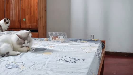 Mischievous Ragdoll cats caught stealing eggs in Shanghai, China
