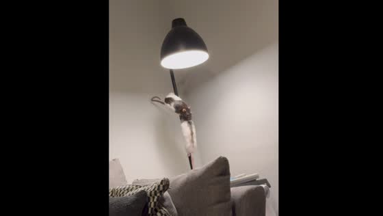 Rats slide down lamp post in Glasgow