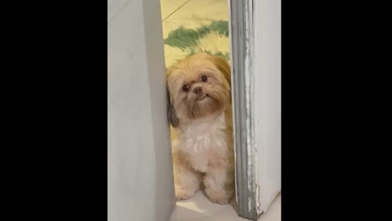 Dog stares through slightly open door in Muntinlupa