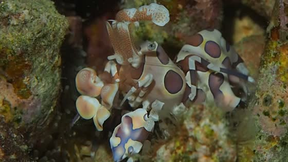 Bejeweled hunter: the dazzling harlequin shrimp