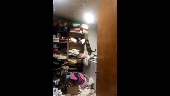 Cat knocks clothes off shelf