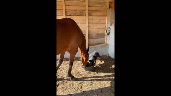 Dog joins horse for meal in stables in Croatia