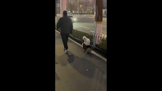 Leashed dog stands on another dog’s back while walking in Liaoning, China