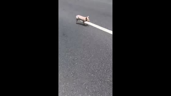 Stray piglet rescued after wandering onto busy highway in Sichuan, China