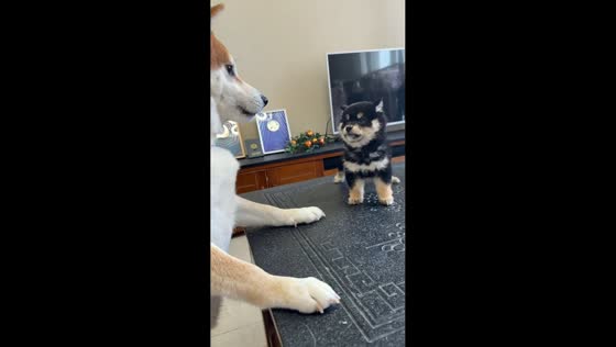 Playful Shiba Inu interaction leads to small tumble in Tianjin, China
