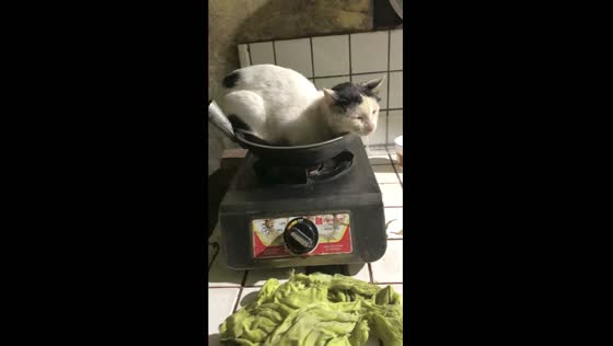 Mingming the adorable: a 6-year-old cat's cozy evening nap in a frying pan