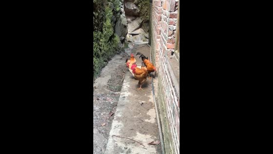 Rooster reacts to owner’s imitation in Guangdong, China