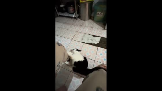 Cat flips through hallway and clings to owner’s leg in Chongqing, China
