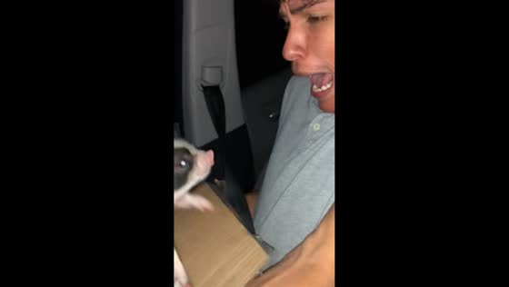 Man screams as pig climbs onto him in Bushnell, Florida