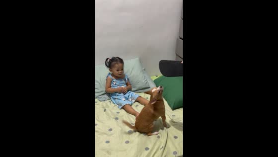 Protective Chihuahua amusingly guards owner during cuddle moment in Cainta, Philippines