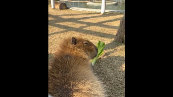 Capybara gets startled from sleep in Guangdong