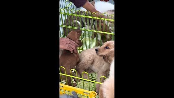 Puppies stop barking after being made to kiss in Shandong, China