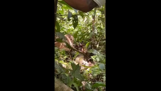 Jaguar encounter: tourist shares video of unexpected attack 