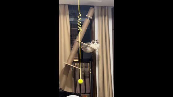 Unbothered cat relaxes on leaning scratching post in Fujian, China