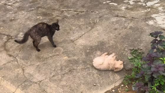 Cat gives curious puppy a quick swat in Hunan, China