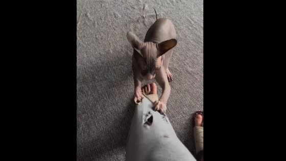 Cat playfully tears owner's pants in Kyiv