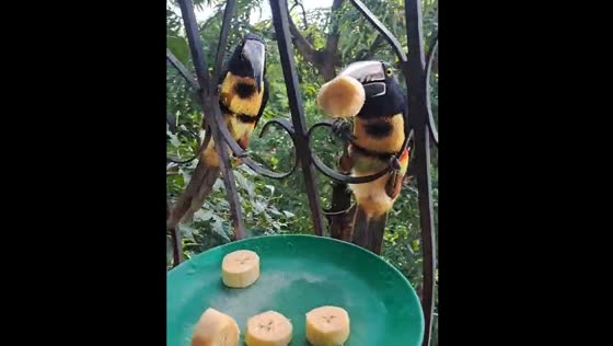 Feeding toucans with bananas in San Salvador